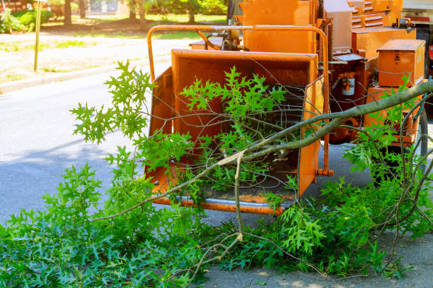 Best Tree Trimming and Pruning  in USA